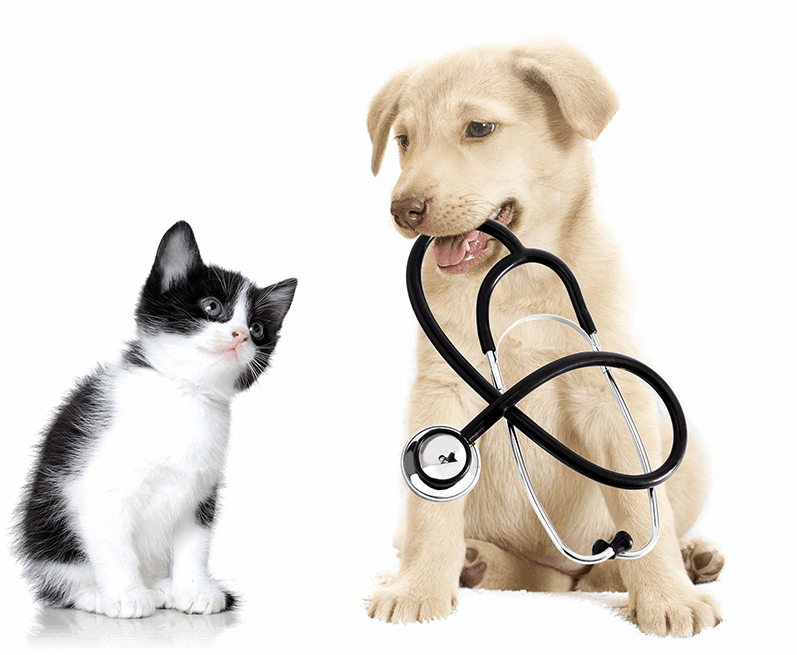 Centerville veterinary hot sale clinic